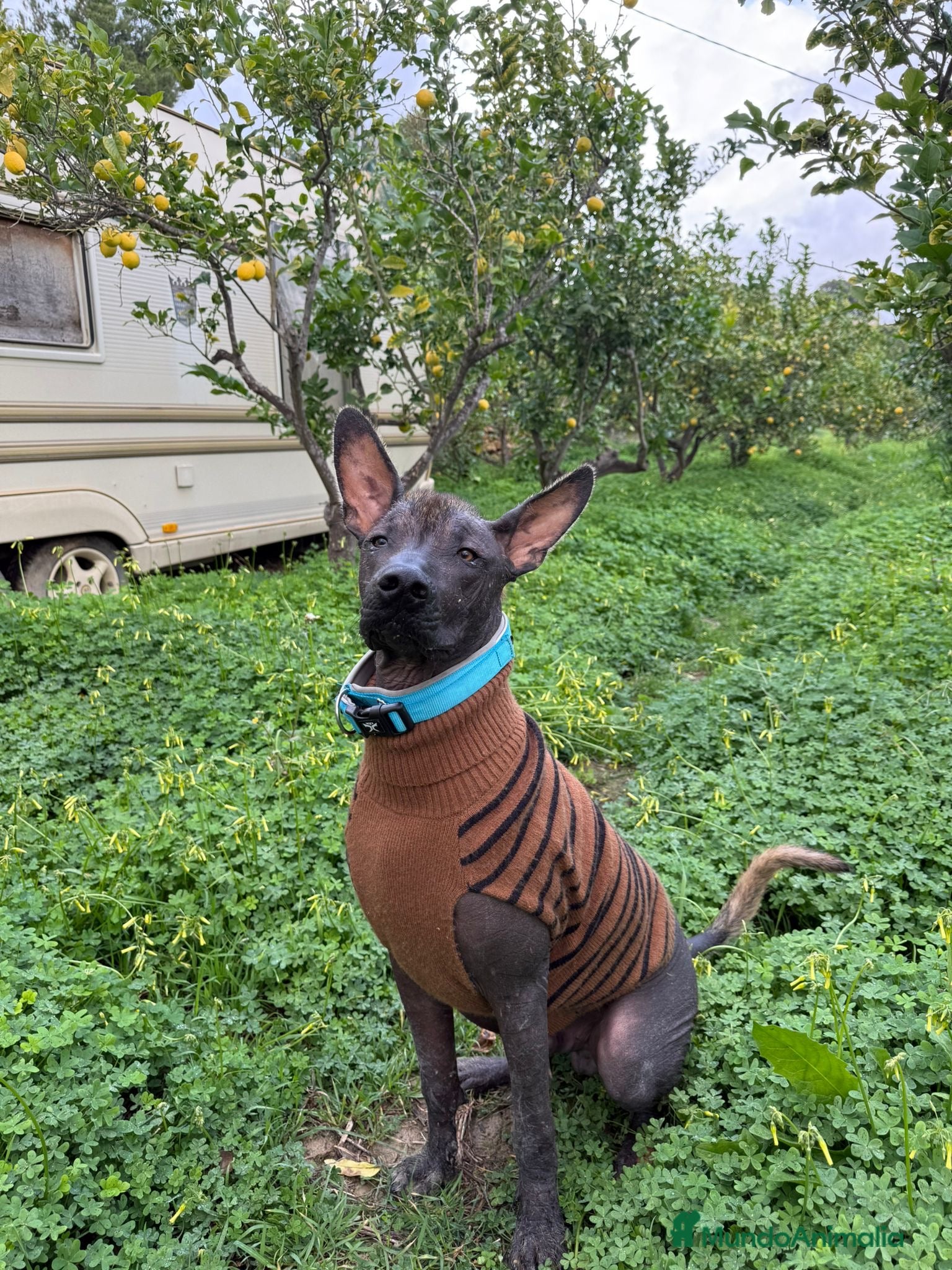 Xoloitzcuintle - Perro Sin Pelo Mexicano perros Xoloitzcuintli  - Anuncio 1