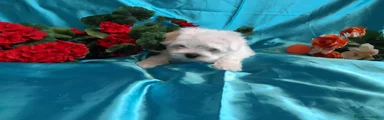 Bichón Maltés Cachorro 9