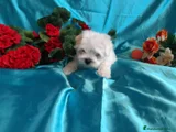 Bichón Maltés Cachorro 9