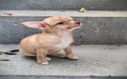 Chihuahua perros en venta: Chihuahua Toy hembra atigrada  - Imagen 4