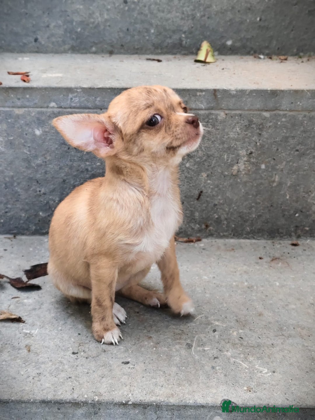 Chihuahua perros en venta: Chihuahua Toy hembra atigrada  - Imagen 4