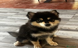 Pomsky perros en venta: Pomsky - Imagen 2