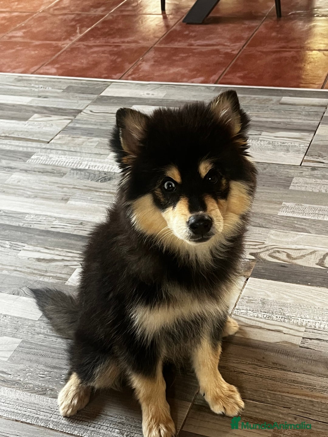 Pomsky perros en venta: Pomsky - Imagen 2