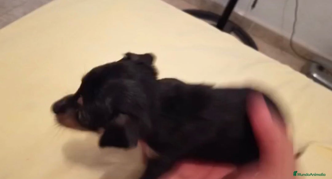 Ratón de Praga perros en venta: RATON DE PRAGA - Imagen 10