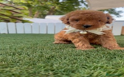 Caniche Toy perros en venta: CANICHE TOY  - Imagen 6