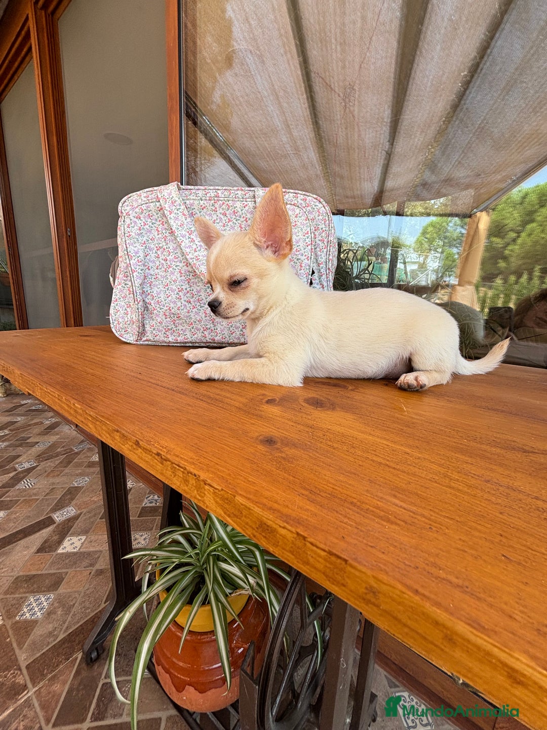 Chihuahua perros en venta: Chihuahua Macho disponible  - Imagen 6