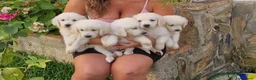 Golden Retriever perros en venta: XX PRECIO REAL XX Golden Retriever  - Anuncio 1