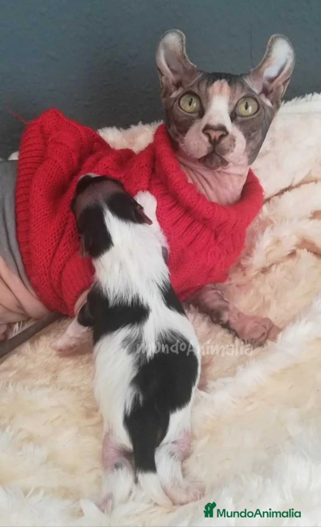 Imagen de galería {{count}}