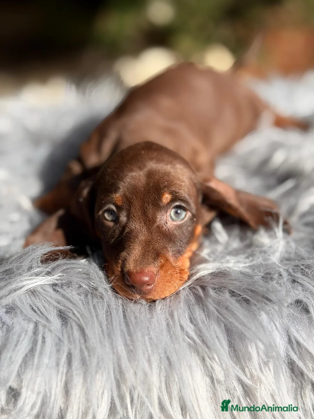 Teckel Miniatura perros en venta: TECKEL CHOCOLATE MACHO - Anuncio 5