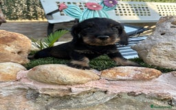 Teckel perros en venta: Teckel pelo duro  - Imagen 4