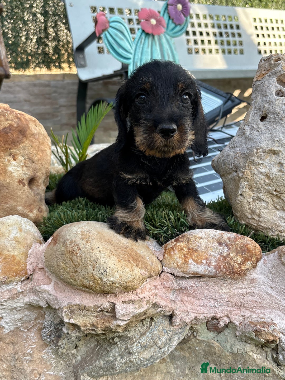 Teckel perros en venta: Teckel pelo duro  - Imagen 4