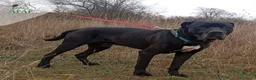 Cane Corso perros en adopcion: THAI busca hogar - Anuncio 2