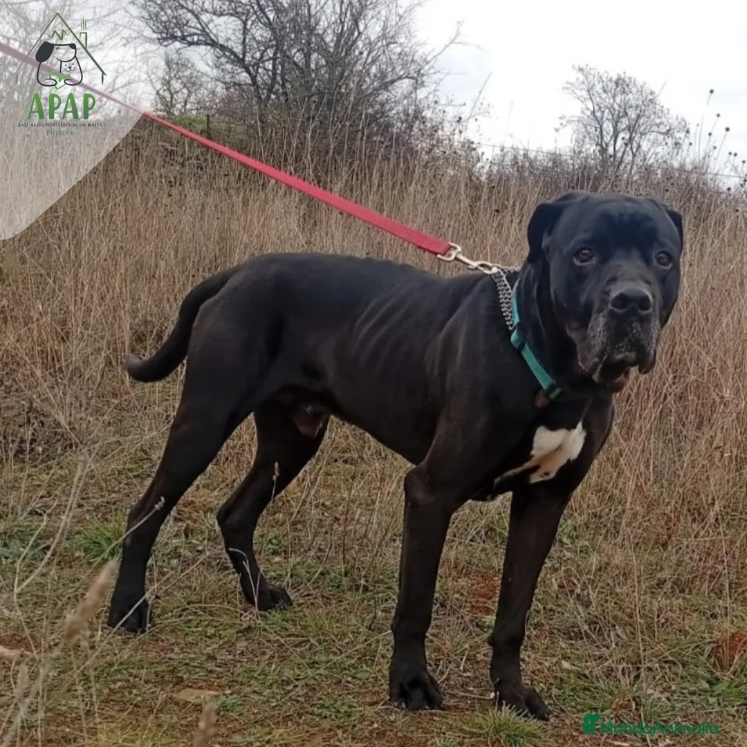 Cane Corso perros en adopcion: THAI busca hogar - Anuncio 2