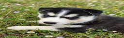 Husky Siberiano perros en venta: Husky siberiano  - Anuncio 5