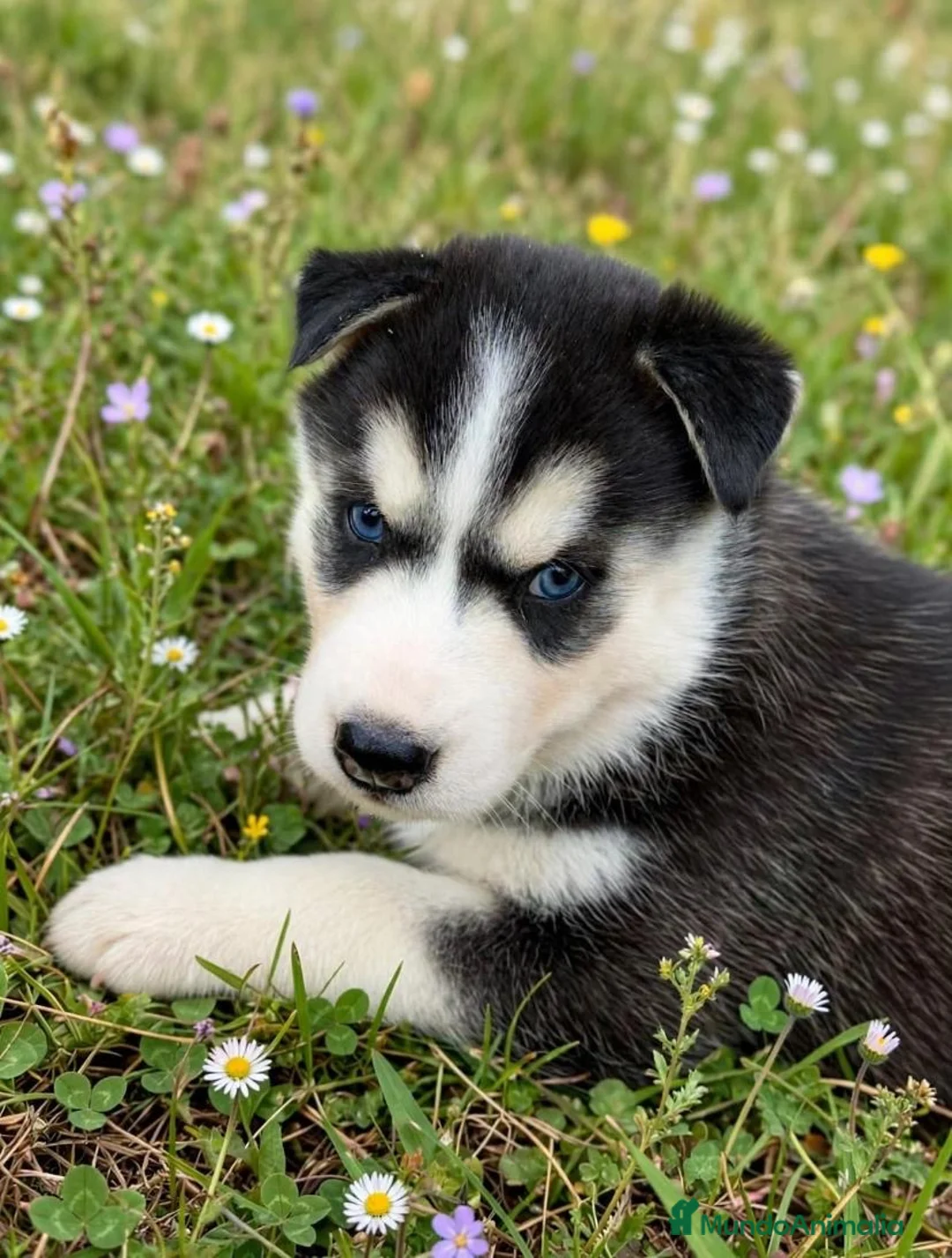 Husky Siberiano perros en venta: Husky siberiano  - Anuncio 5