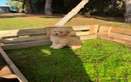 Caniche Enano perros en venta: Caniche enano  - Anuncio 1