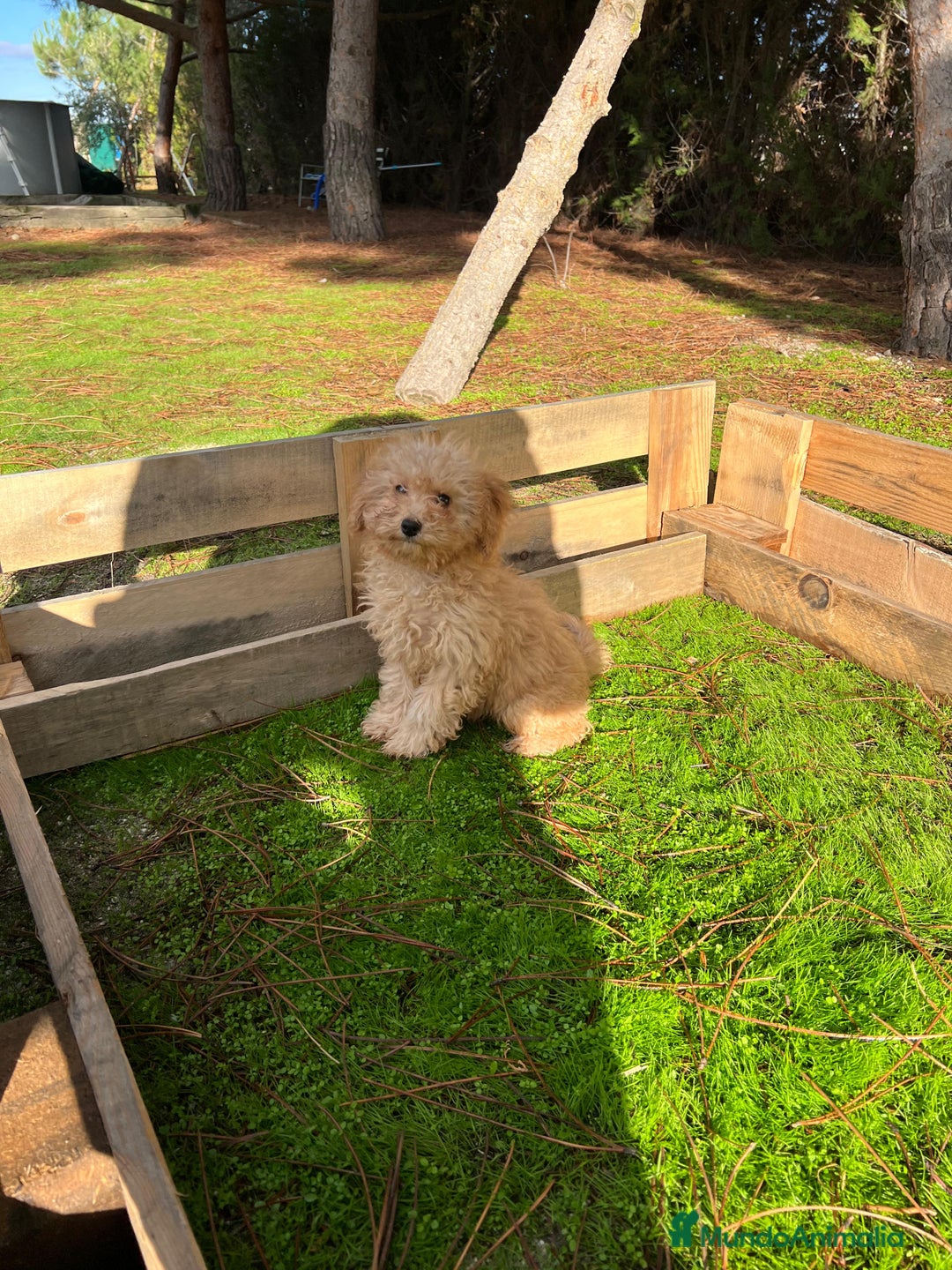 Caniche Enano perros en venta: Caniche enano  - Anuncio 1