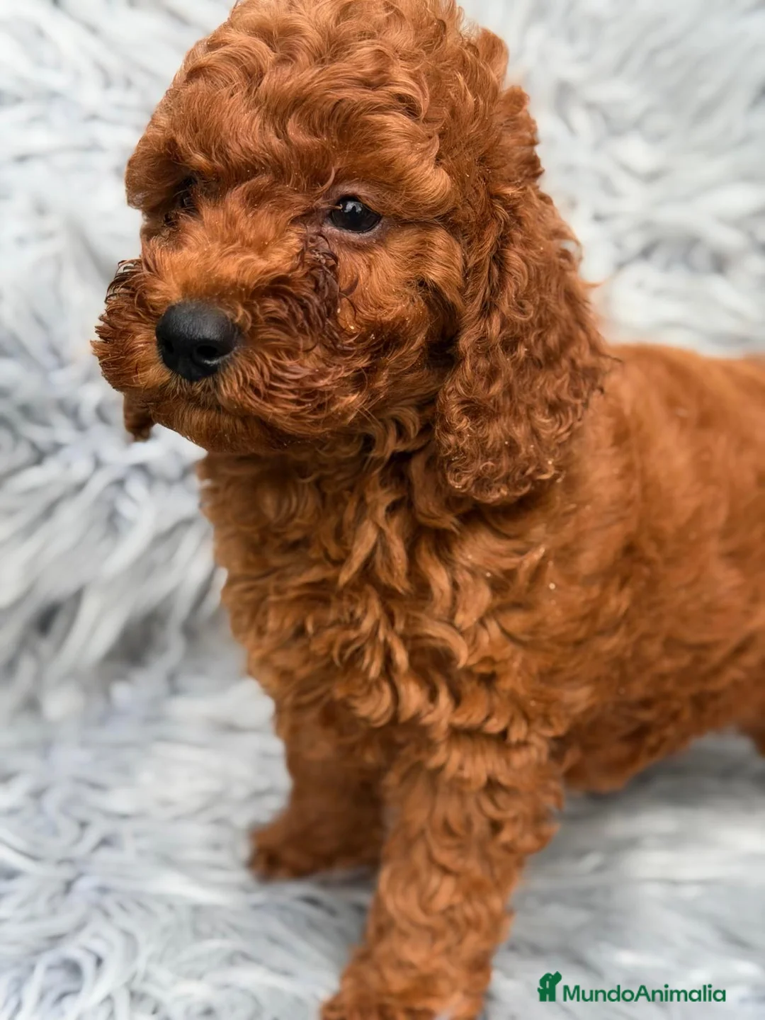 Caniche Enano perros en venta: CAMADA CANICHE ENANO ROJO INTENSO - Anuncio 9