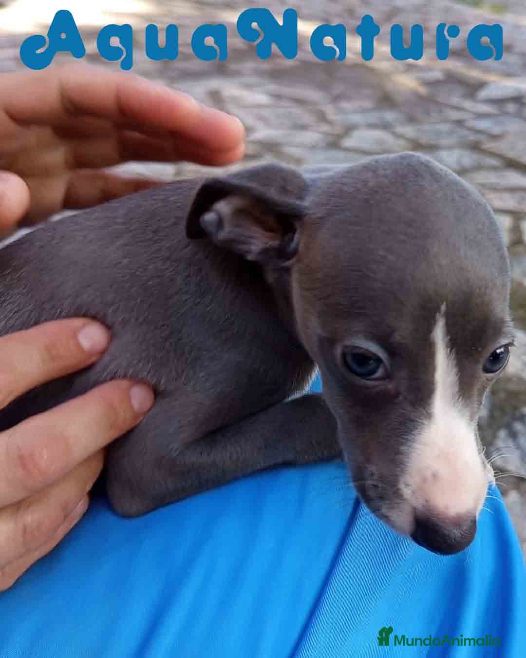 Pequeño Lebrel Italiano perros Lebrel Italiano Hembra 5 de AB y Omega AQUANATURA - Anuncio 2