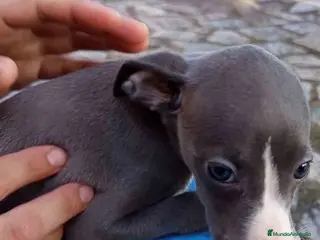 Pequeño Lebrel Italiano perros Lebrel Italiano Hembra 5 de AB y Omega AQUANATURA - Anuncio 2