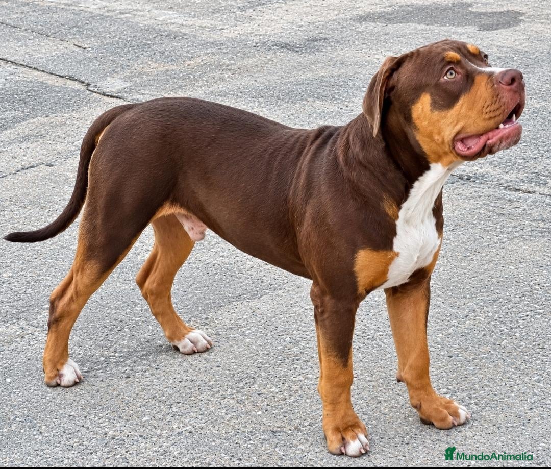 American Bully perros AMERICAN BULLY XL - Anuncio 2