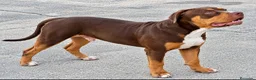 American Bully perros en venta: AMERICAN BULLY XL - Anuncio 2
