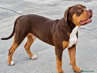 American Bully perros AMERICAN BULLY XL - Anuncio 2