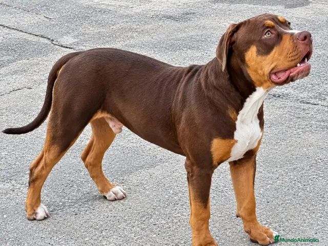 American Bully perros AMERICAN BULLY XL - Anuncio 2