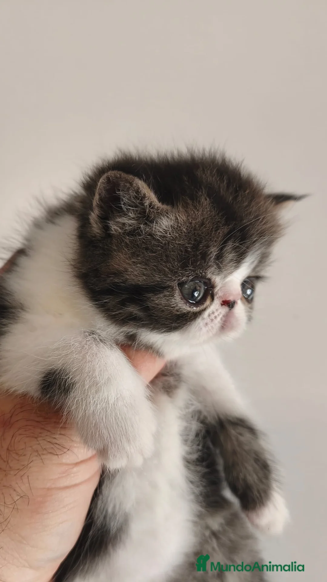 Exótico de Pelo Corto gatos en venta: exoticos - Anuncio 3