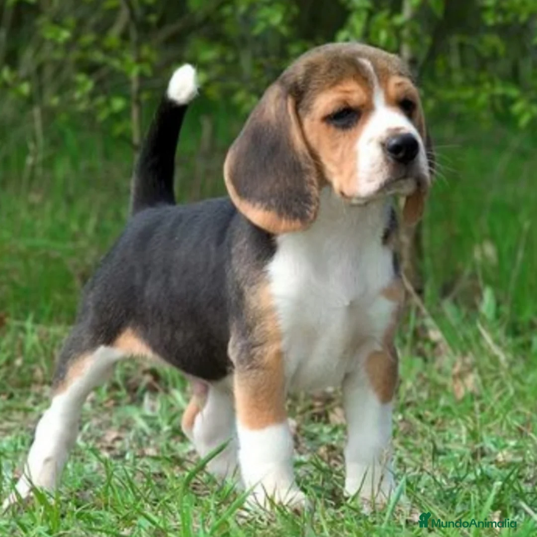 Beagle perros en venta: Beagle - Anuncio 2