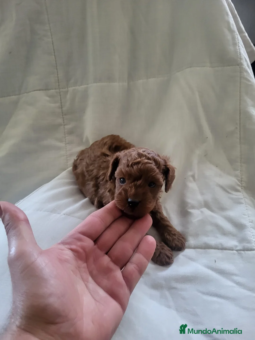 Caniche Enano perros en venta: Preciosos caniches  en Barcelona - Anuncio 5