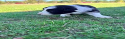 Border Collie perros en venta: Border collie - Anuncio 24