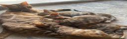 Bengalí gatos en venta: 3 Hembras 1 Macho - Gato Bengalí - Anuncio 2