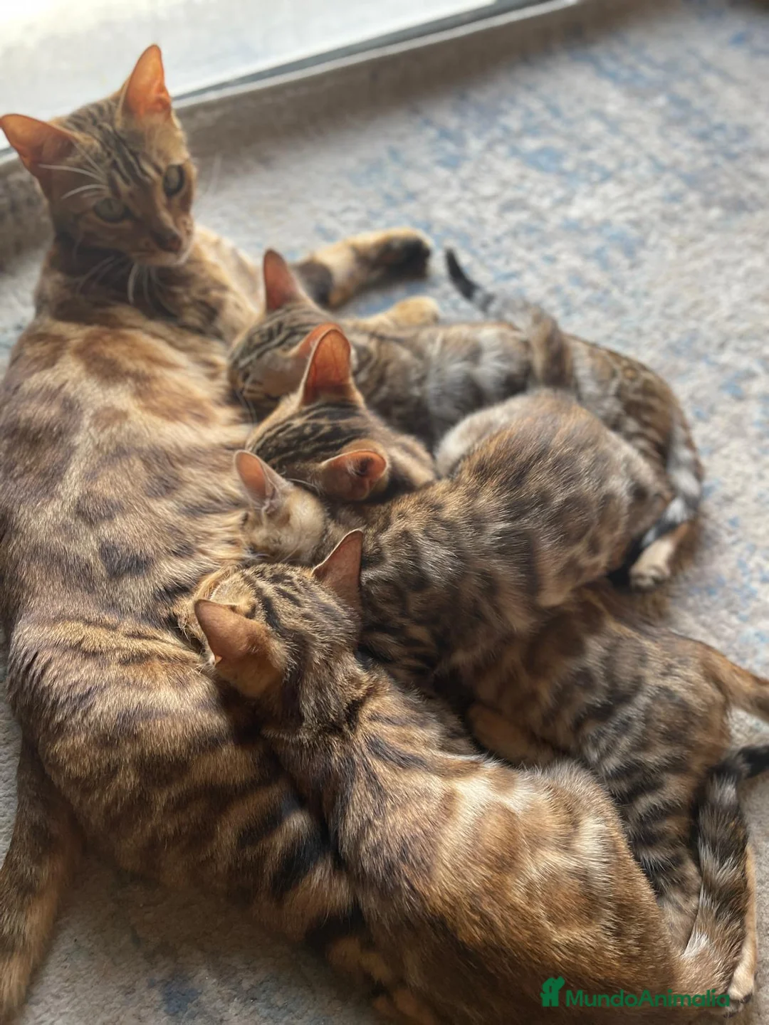 Bengalí gatos en venta: 3 Hembras 1 Macho - Gato Bengalí - Anuncio 2