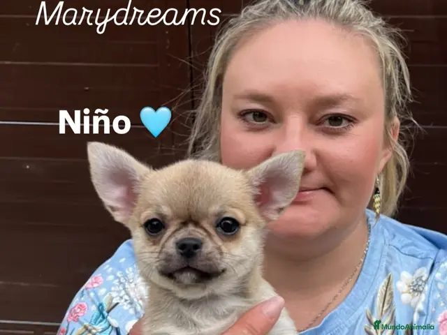 Chihuahua perros Preciosos chihuahuas - Anuncio 1