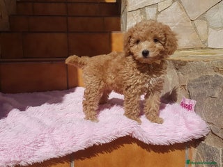 Caniche Toy perros en Barcelona - Anuncio 33