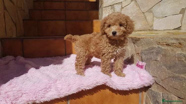 Caniche Toy perros en Barcelona - Anuncio 9