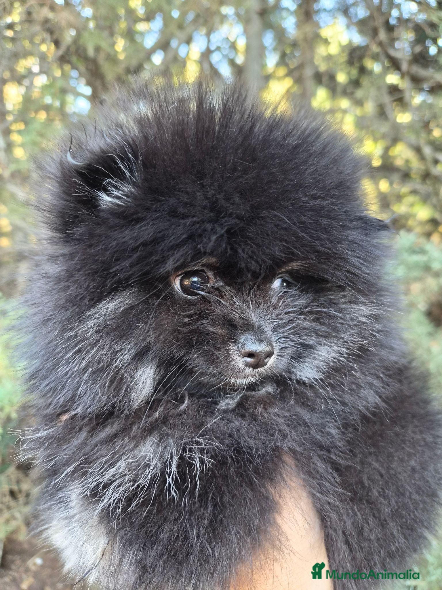 Pomerania perros Pomeranias toy - Anuncio 1