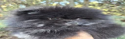 Pomerania perros en venta: Pomeranias toy - Anuncio 1