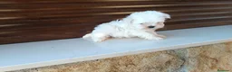 Bichón Maltés perros en venta: Bichón maltés toy  - Anuncio 2