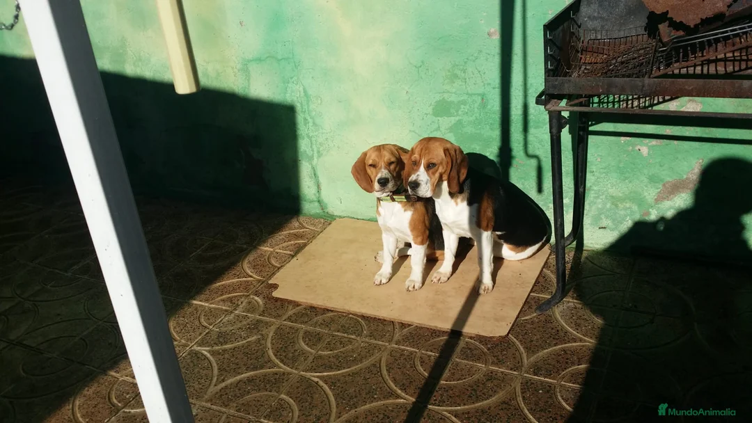 Beagle perros en venta: Beagle  - Anuncio 10