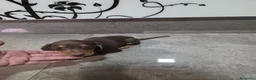 Teckel Miniatura perros en venta: Teckel kanichen  - Anuncio 2