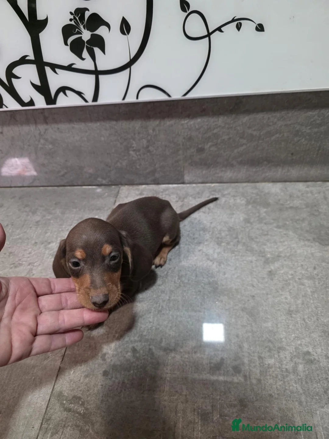Teckel Miniatura perros en venta: Teckel kanichen  - Anuncio 2