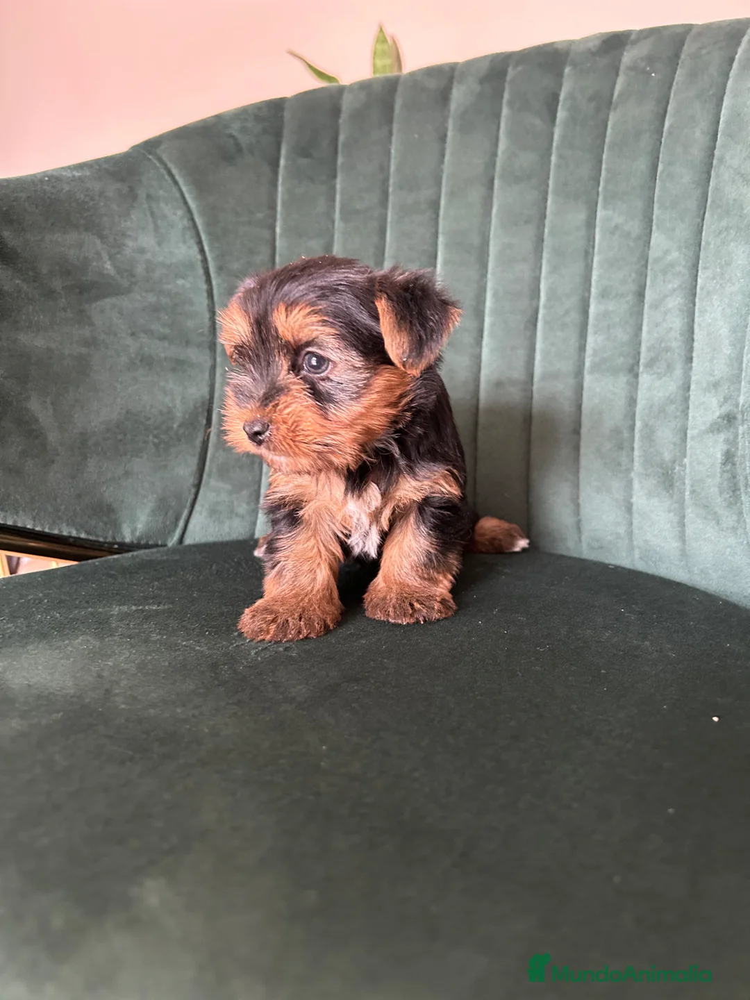 Yorkshire Terrier perros en venta: yorkshire terrier  - Anuncio 2