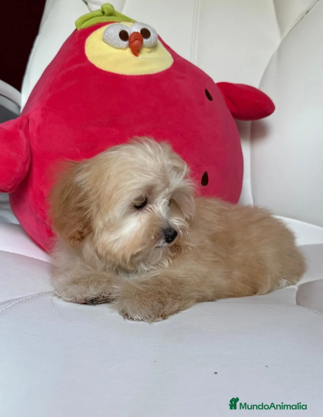 Maltipoo perros en venta: Maltipoo hembra disponible !!!! - Anuncio 2