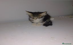 Maine Coon gatos en venta: Gatitos Maine coon  - Imagen 2
