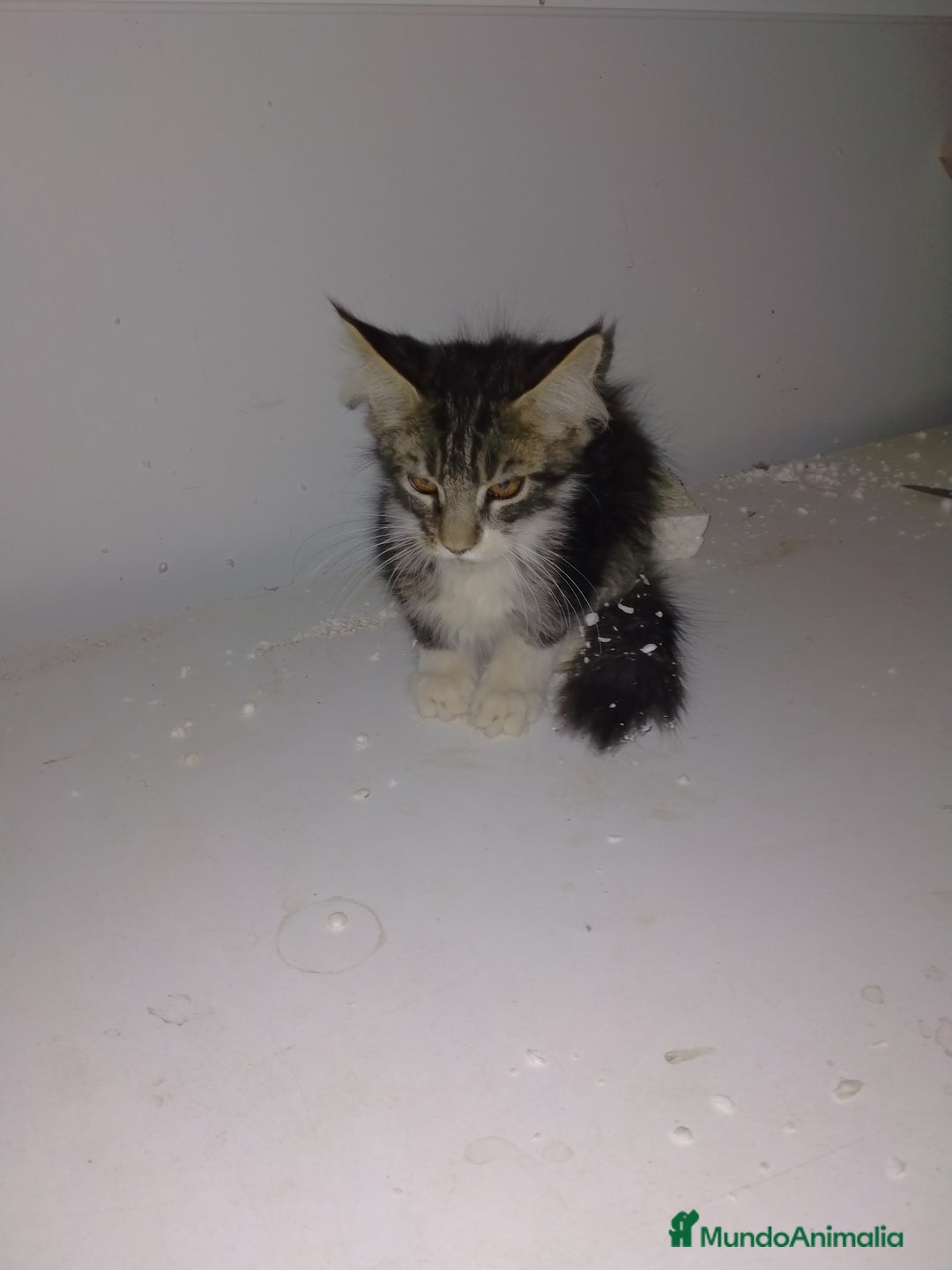 Maine Coon gatos en venta: Gatitos Maine coon  - Imagen 2