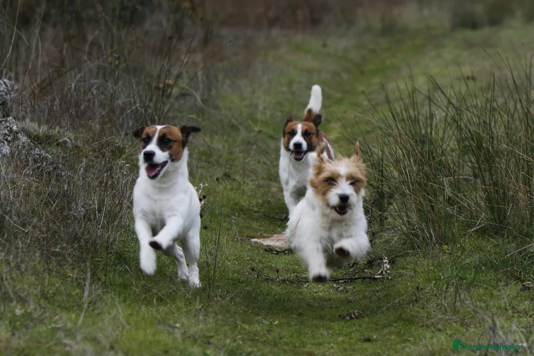 Imagen de galería {{count}}