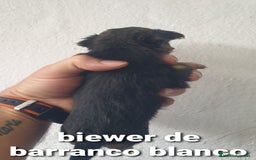 Biewer Yorkshire Terrier a la Pom Pon perros en venta: Biewer y golden con pedigree - Imagen 9