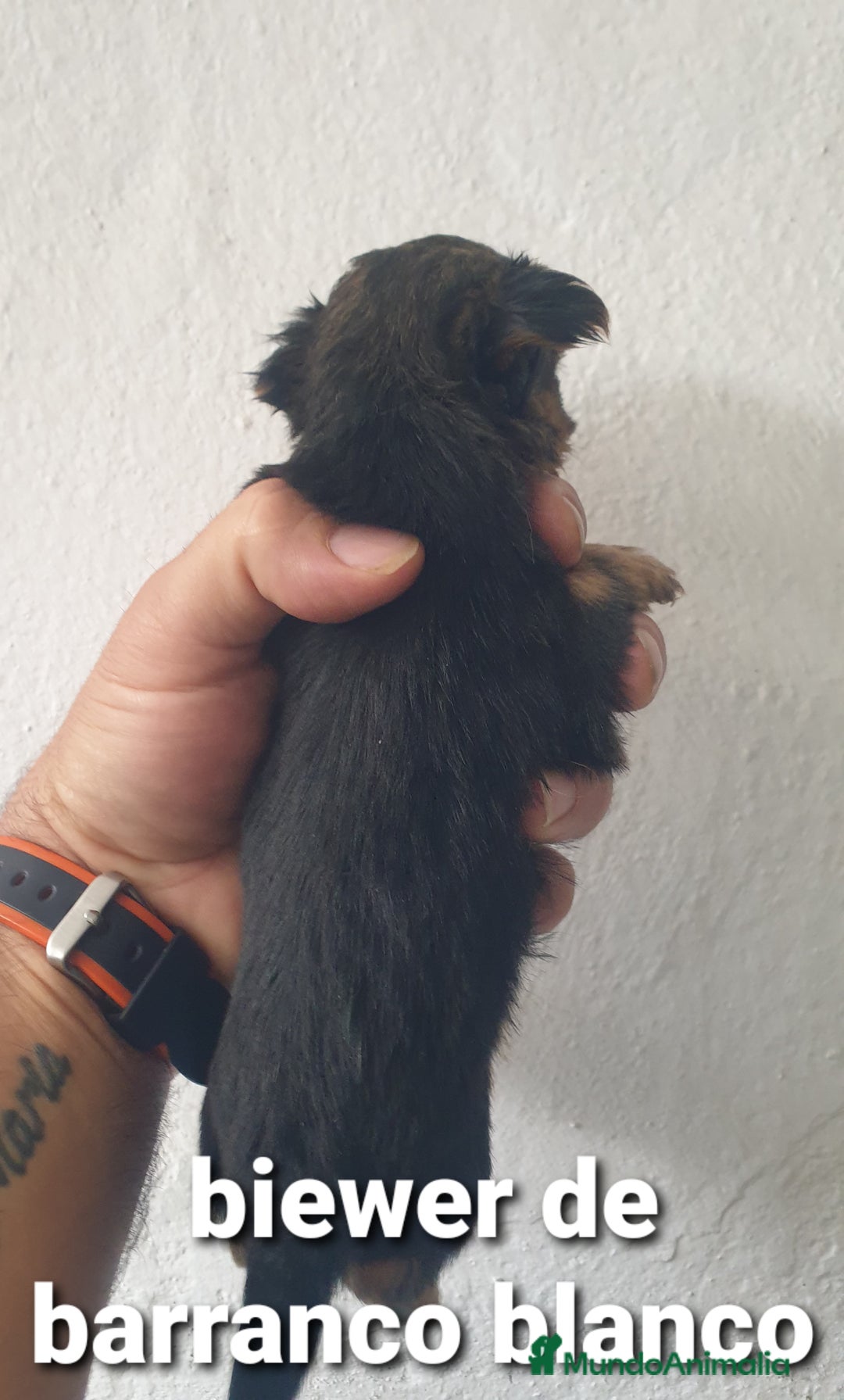 Biewer Yorkshire Terrier a la Pom Pon perros en venta: Biewer y golden con pedigree - Imagen 9
